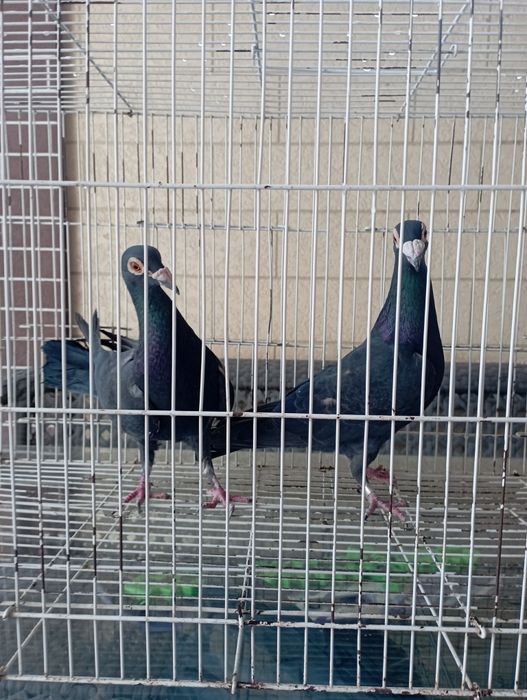 Продам пару черных драконов