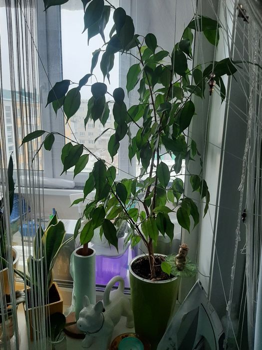 Продам Фикус Бенджаминао