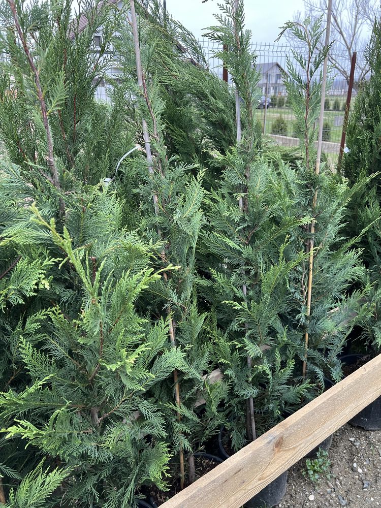 Leylandii pentru gard viu 350 cm si 200 cm