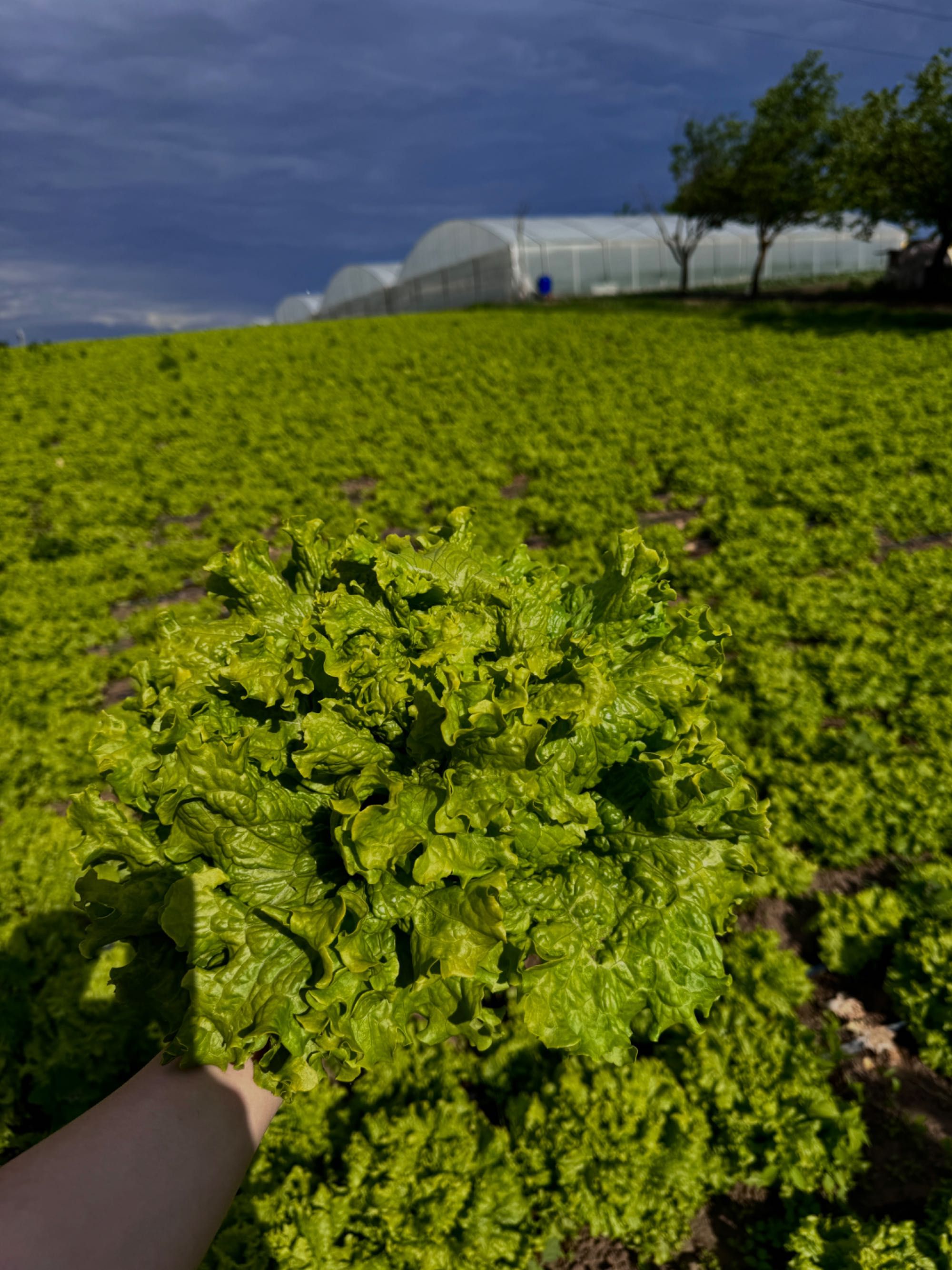 Salată verde bio