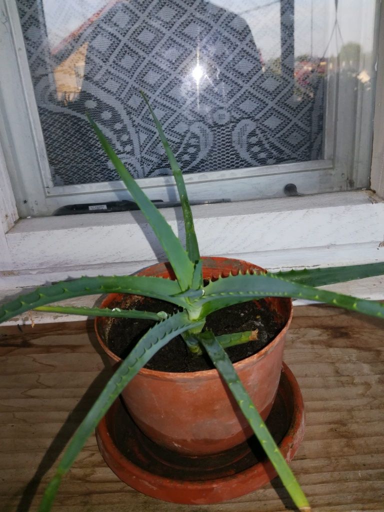 Aloe Vera la ghiveci