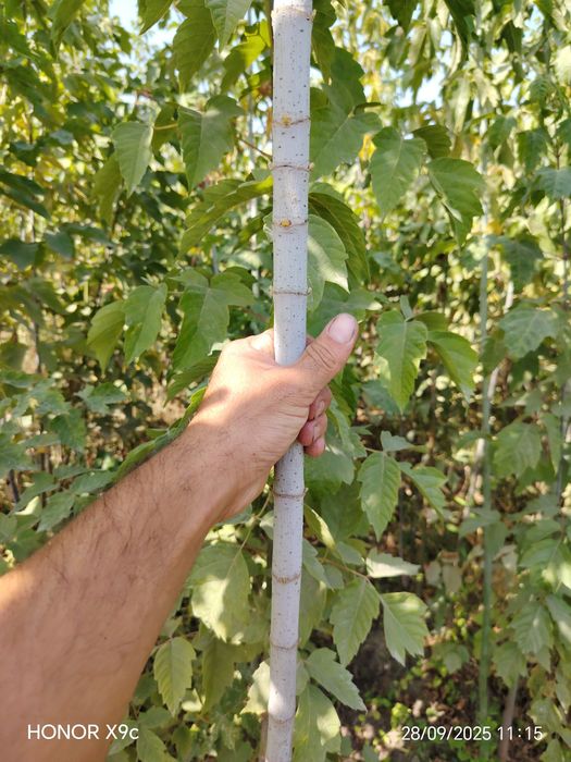 Яшил макон лойихаси учун дарахтлар бор.