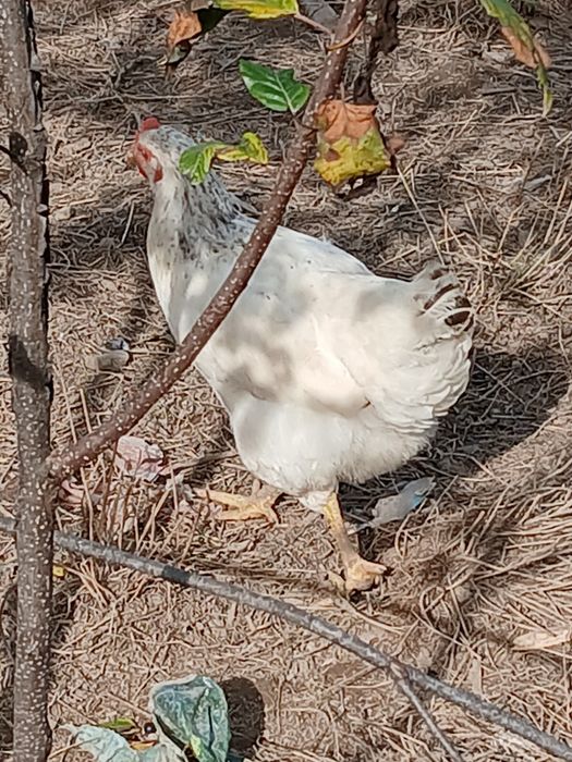 De vânzare,puicute rasă mixtă