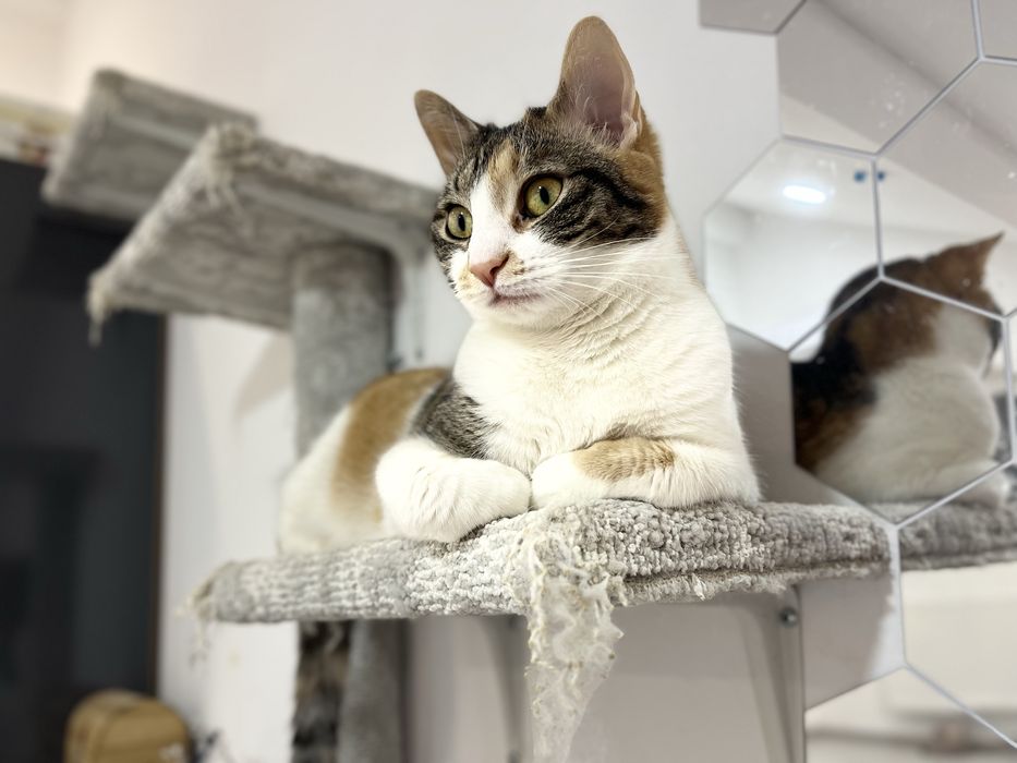 Dau spre adoptie pisicuta