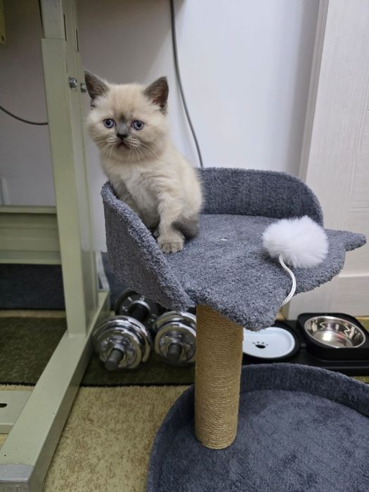 Котенок шотландский