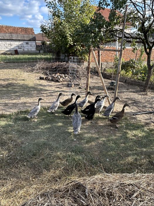 De vanzare rate alergatoare indiene