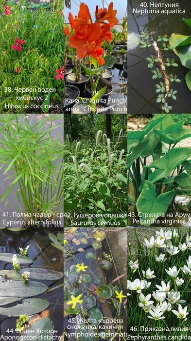 Продавам водни и езерни растения.