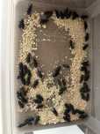 Vând colonie de mealworms și superworms