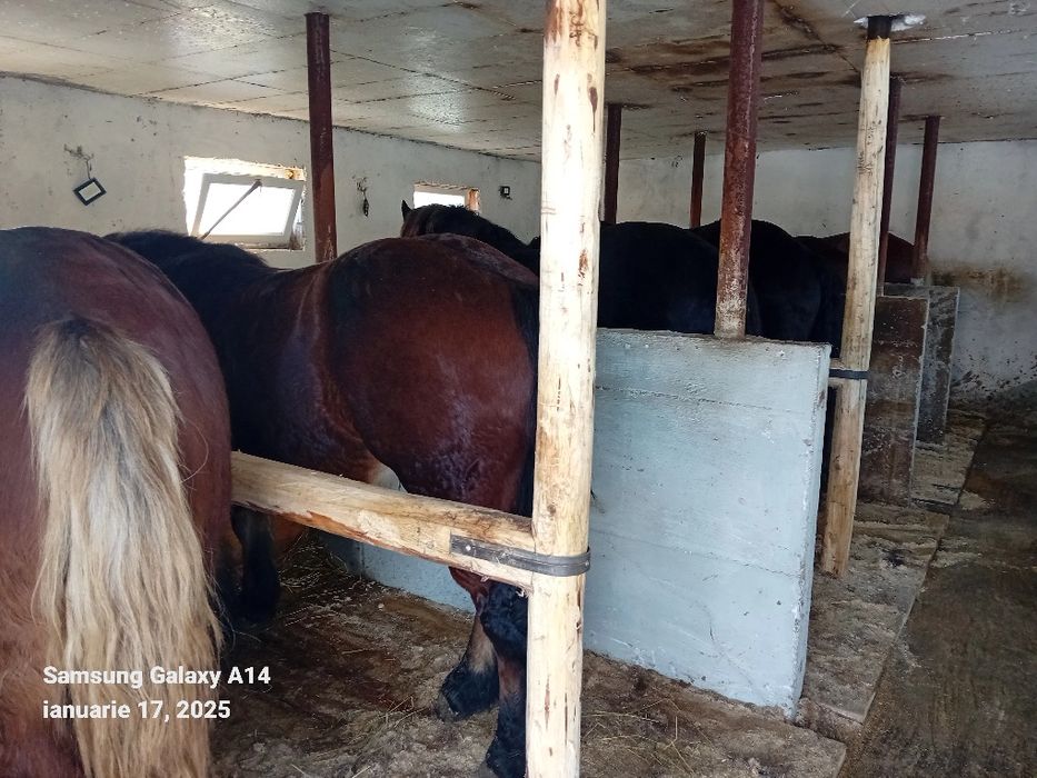 Cai de vânzare de 2 ani