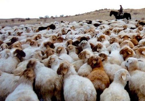 Племенные ягнята овцы козы байыс