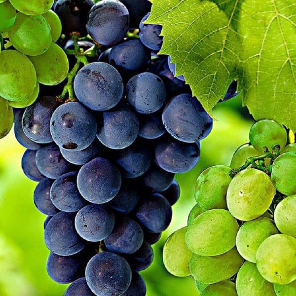 Vita de Vie (Soiuri De Masa Negru )