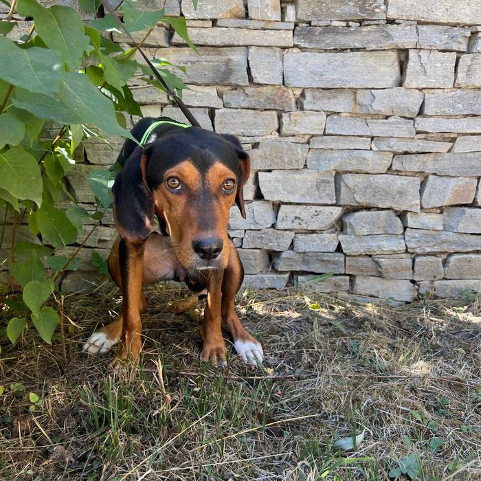 Подарявам женско кастрирано куче. Момиченце на 10 месеца.
