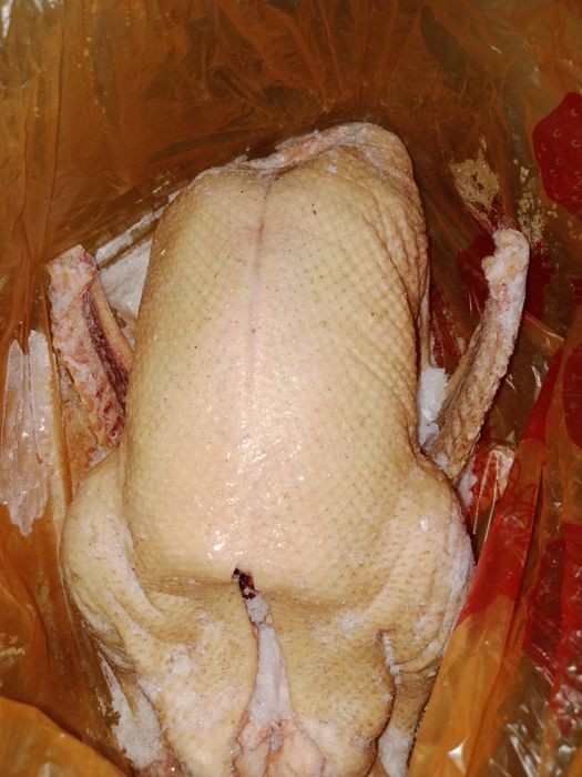 Продам домашних гусей