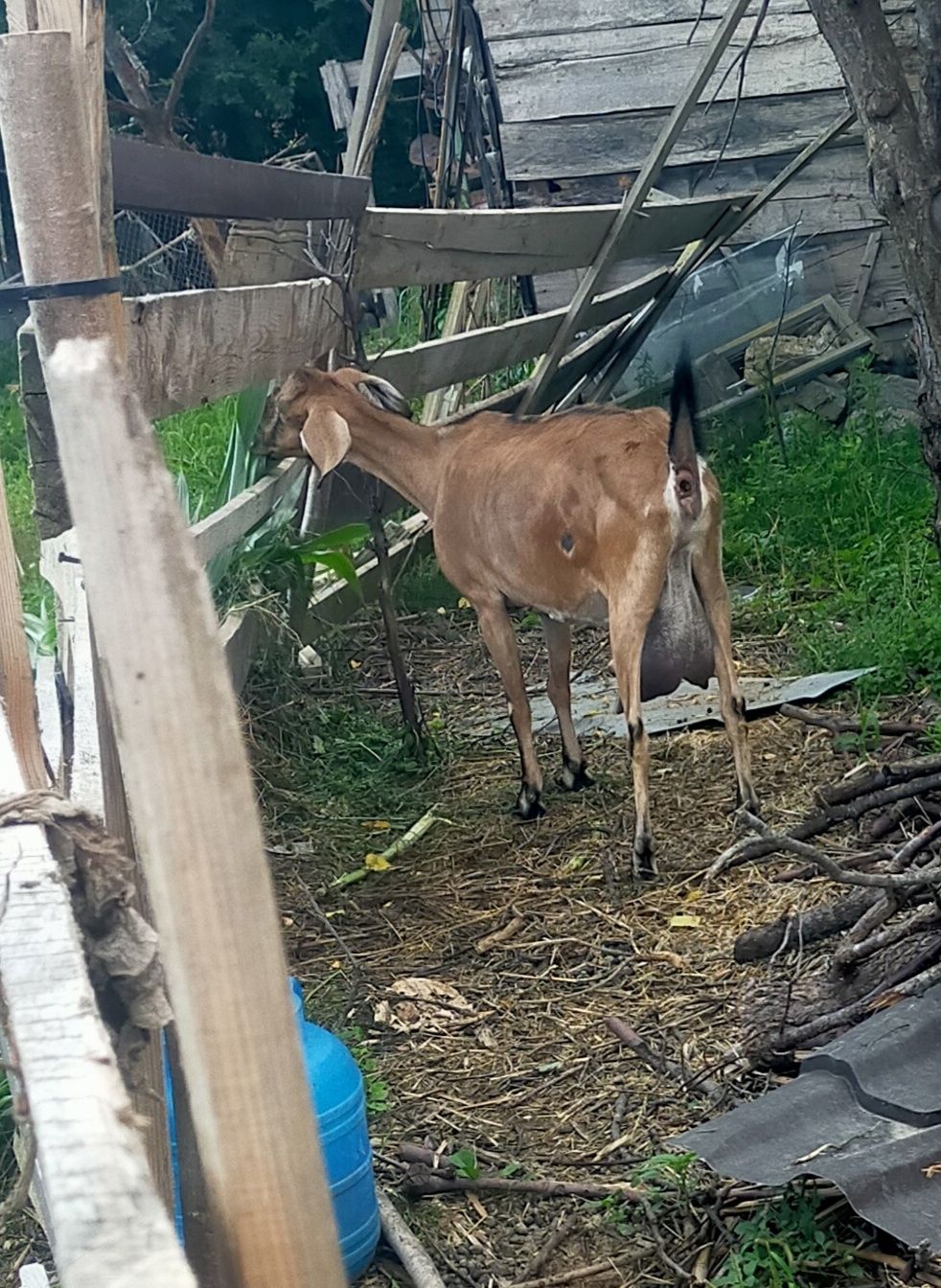 Capra anglo nubiana