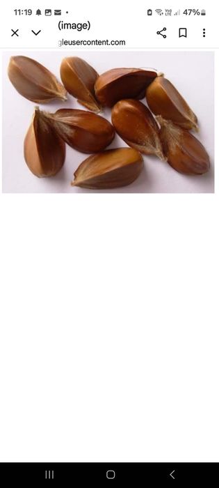 Jir de fag de vânzare - cantități mici & mari