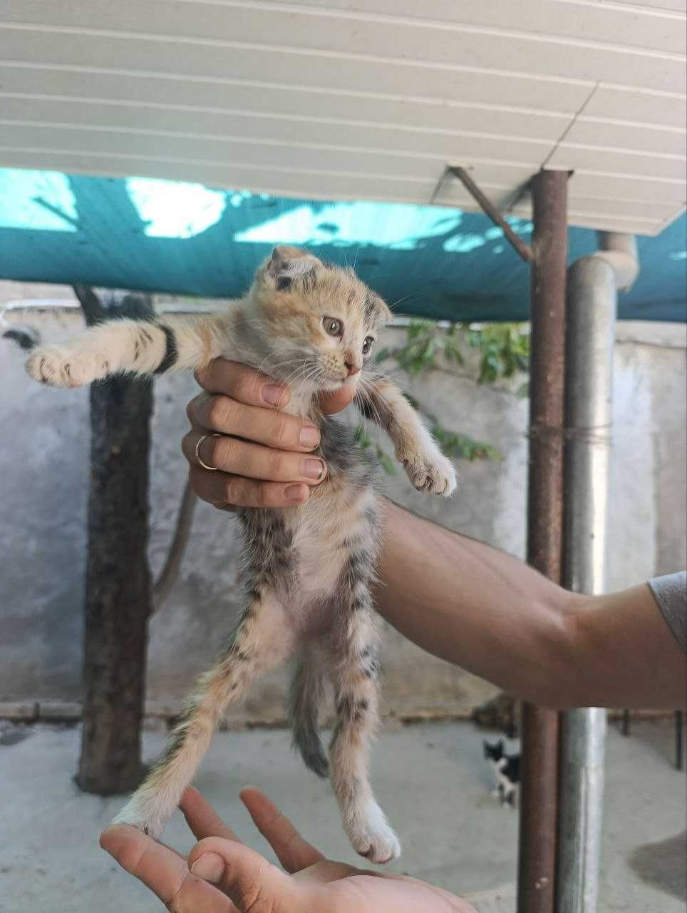 Продаются котята породы скотиш фолд