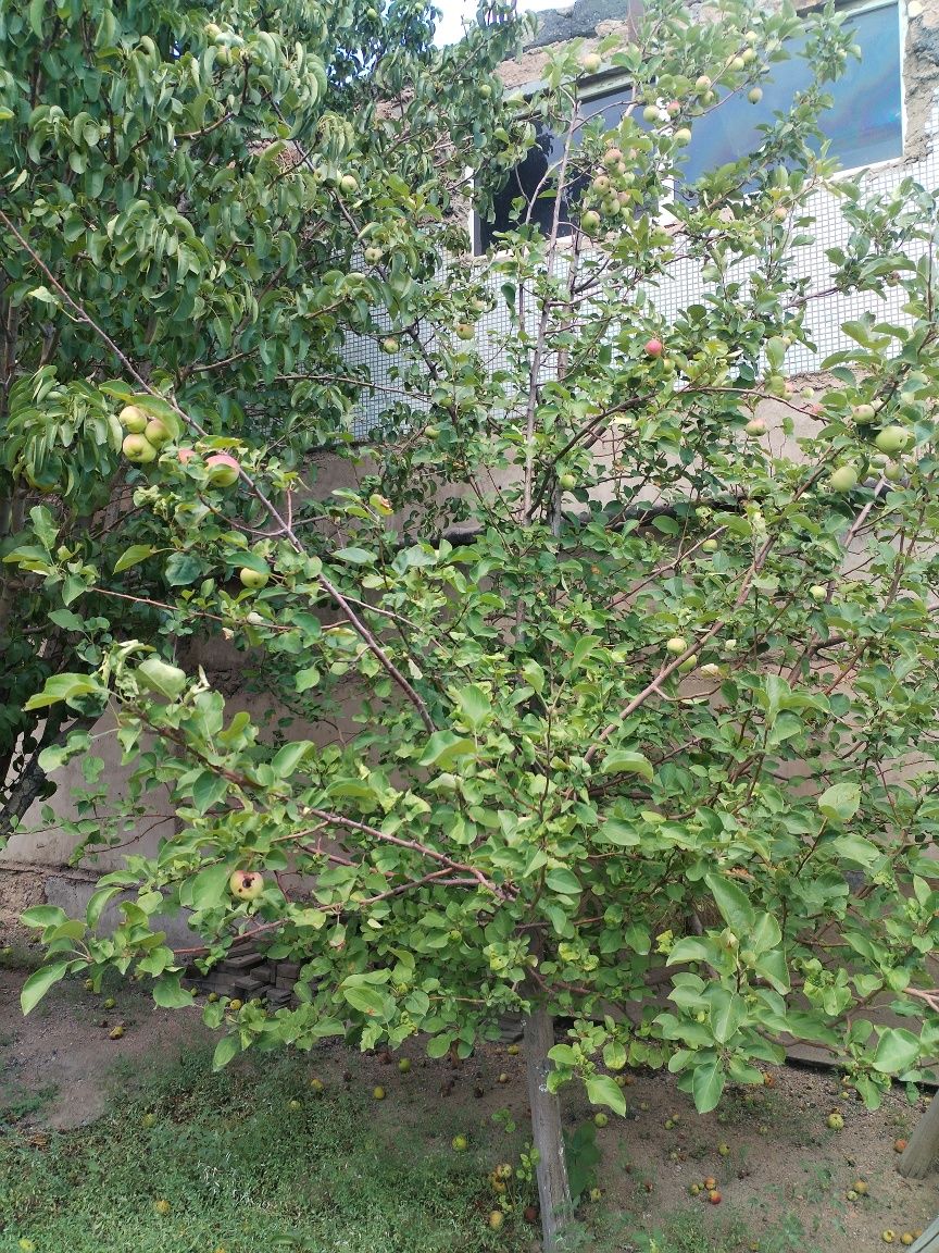 Продается дом в городе Балхаш