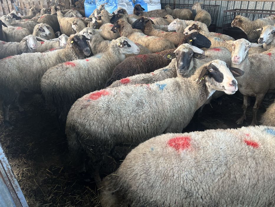 Овце под селекция…