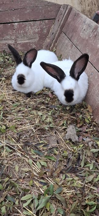 Vând iepuri uriași de Transilvania