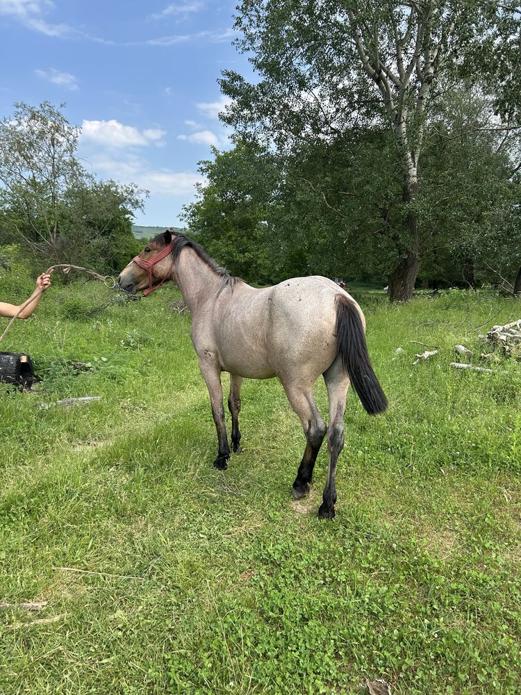 Vand manza de un an jumate