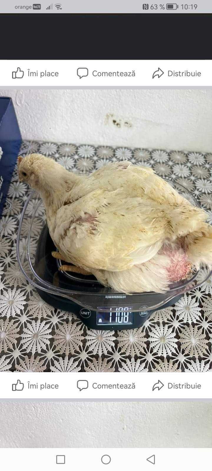Pui de rasă mixtă și alb de carne