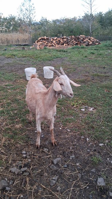 Capra hibrid anglonubian