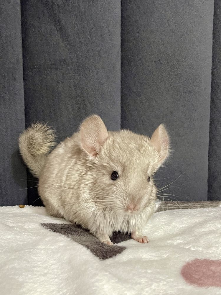 Pui de chinchilla sinsila