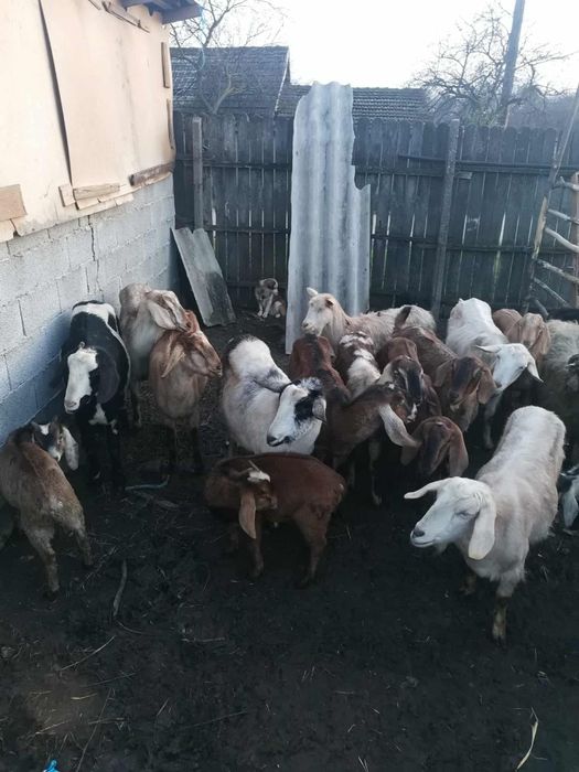 Vând capre anglo nubiene