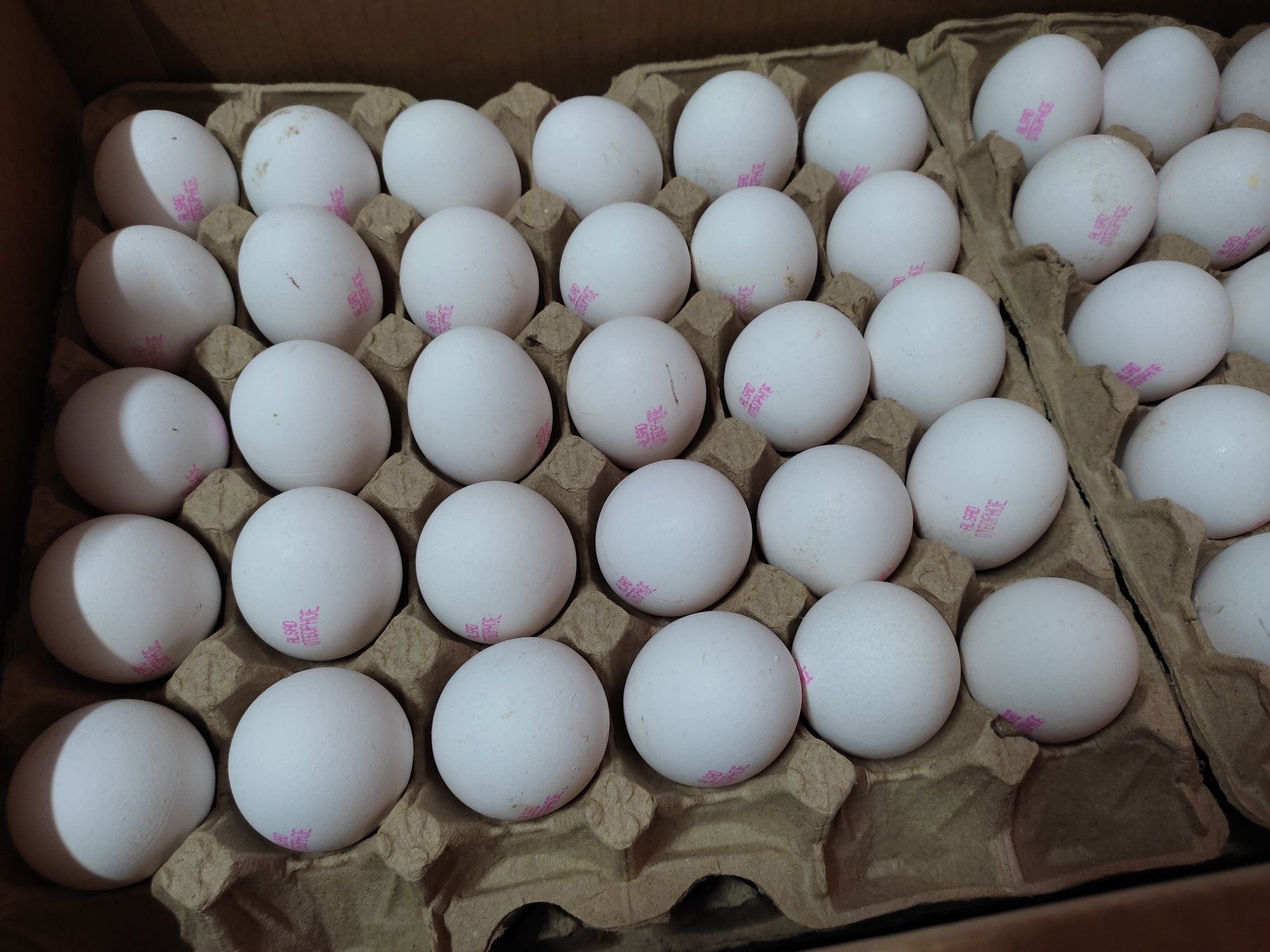 Яйцо (яйца,жумыртка) Алсад отборное с доставкой по Алматы