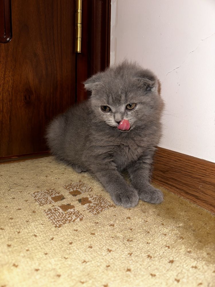 Скотиш Фолд котенок