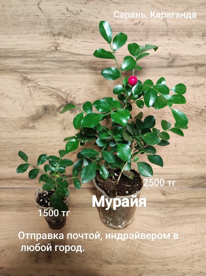 Мурайя,Цикламен,рипсалис