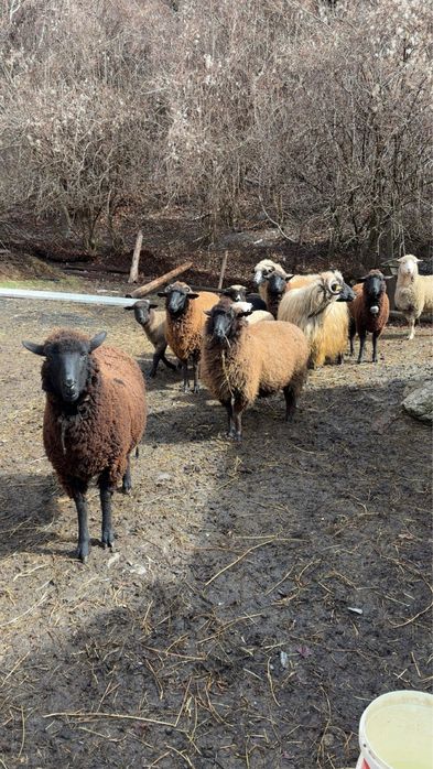 Oi de vanzare tinere si pe ales