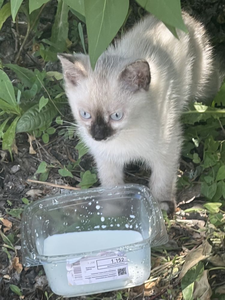 Котенок 2,5 месяца