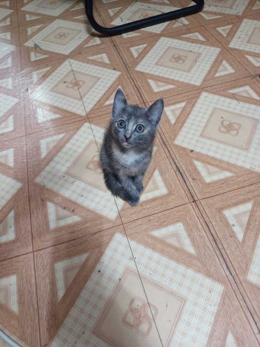 Серый с разными оттенками котенок девочка