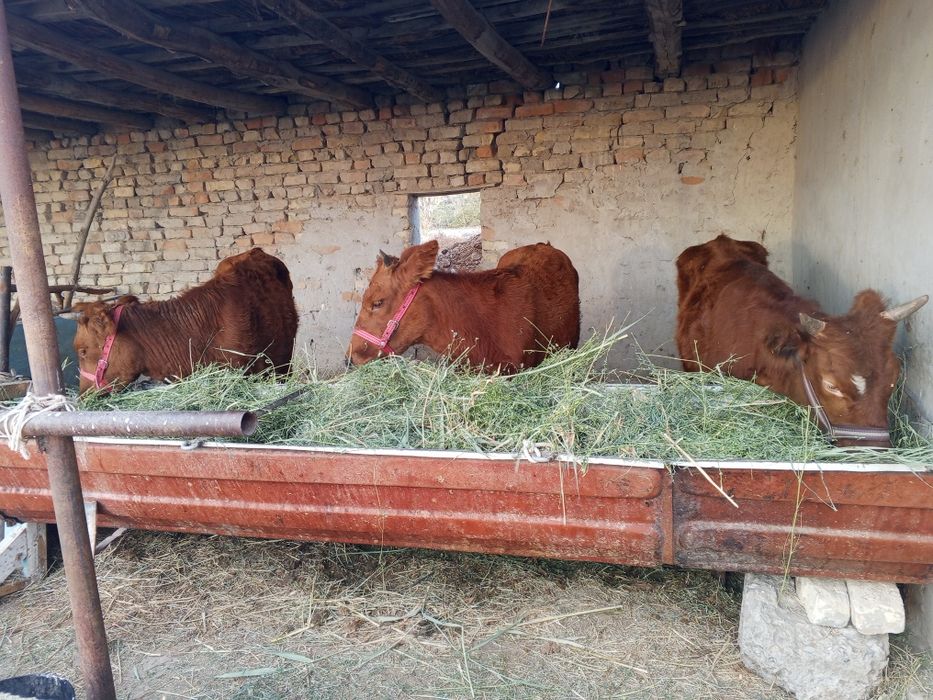 G'unojinlar sotiladi.yeb ichishi garantiya