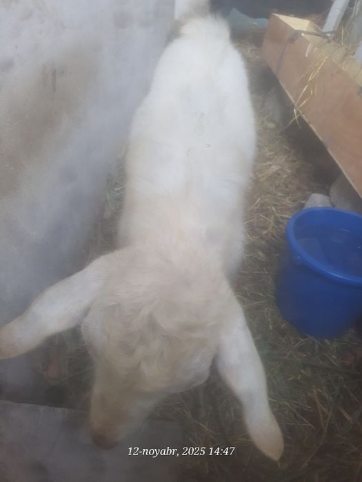 Така улок сотилади пародали эчкини боласи