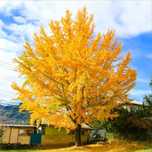 Pomi ornamentali Gingo biloba arborele pagodelor