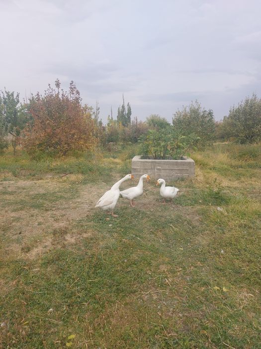 Гуси 7 месячные, порода Линда