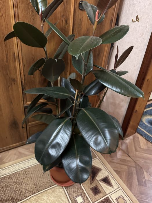 Фикус Эластик 1.6 метра