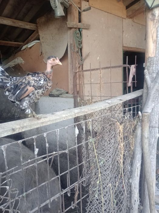 Vând perechi de pitici garlejate