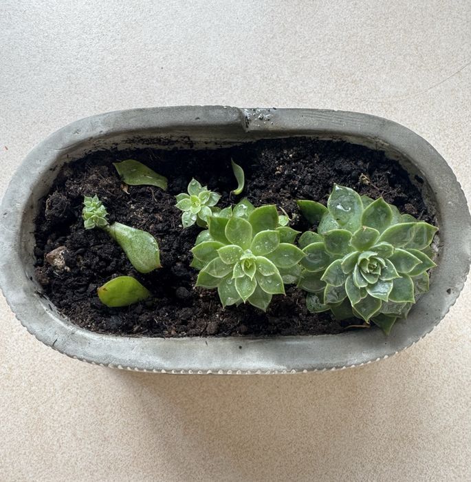 Суккулент - эхеверия.