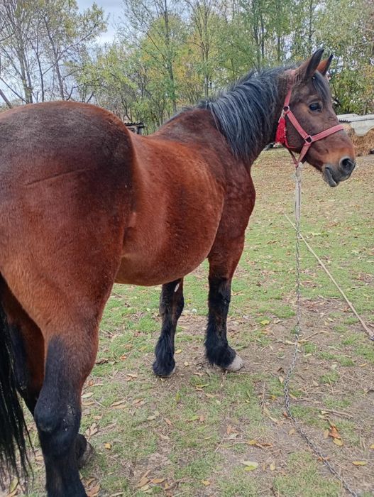 Vând iapa buna de ceruță