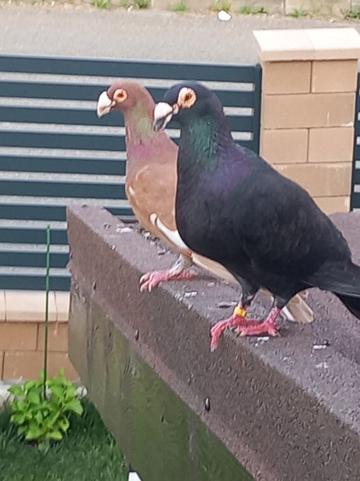 Porumbei Dragon și stil vechi.