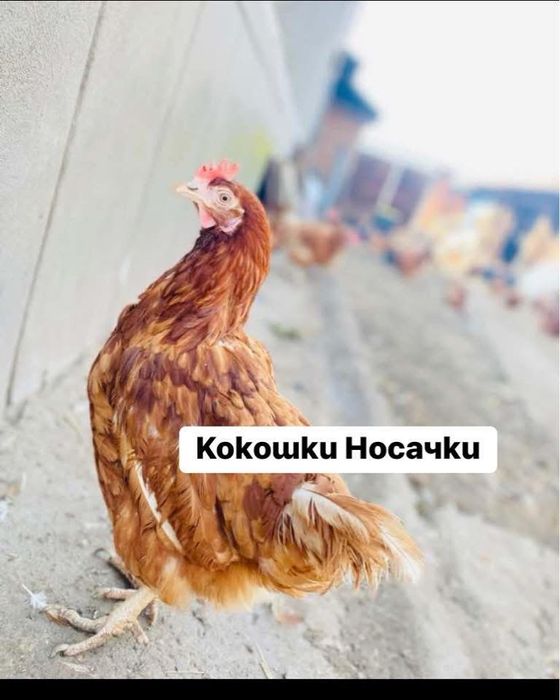 Кокошки носачки ломан браун