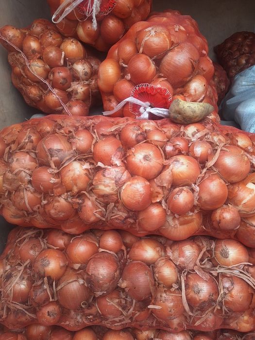 Kechki piyoz qishga sqlasa boladi