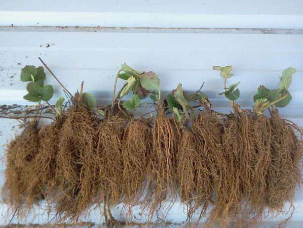 plante capsuni stoloni capsuni Butasi zmeur fara tepi
