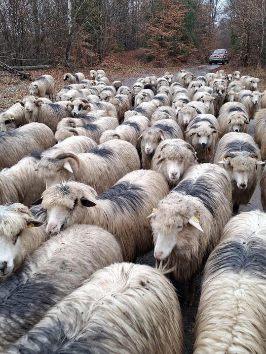 Vând oi tinere!!!