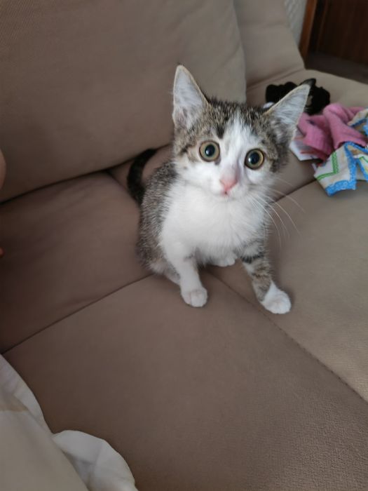 Отдам котёнка 3 месяца