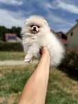 Femela pomeranian fci pedigree