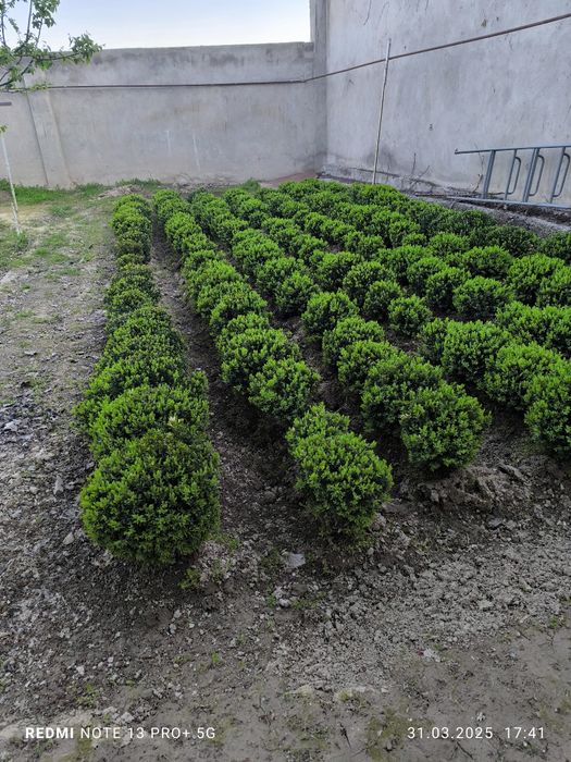 Shamshod ko'chatlari